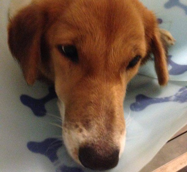 พยาธิในเม็ดเลือด...อันตรายกว่าที่คิด พยาธิในเม็ดเลือด...อันตรายกว่าที่คิด